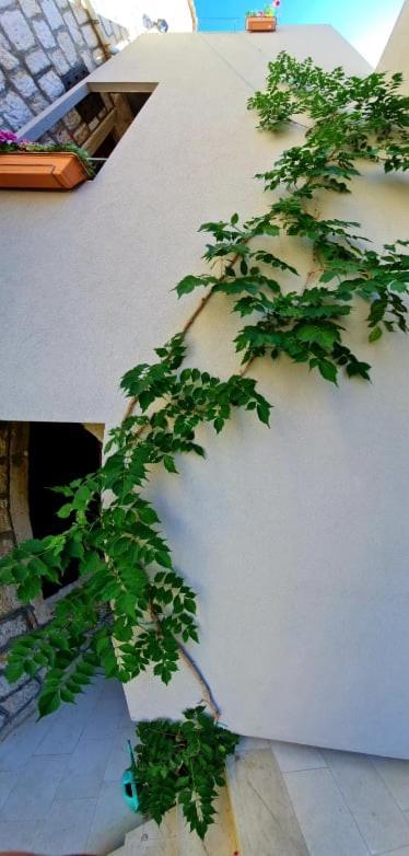 Bed & Breakfast Dionis Vis Bagian luar foto